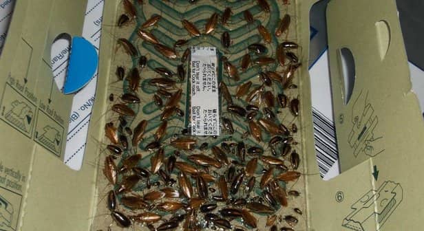<p>A north London kebab shop overrun by cockroaches and rats has been fined for endangering public health. Credit: Enfield Council / SWNS</p>