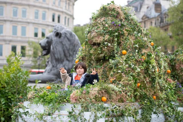 A young boy enjoyed the rewilded Trafalgar Square. Credit: SWNS