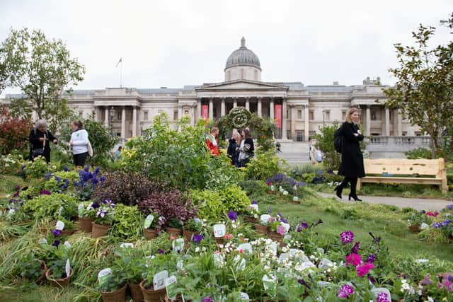 Londoners enjoy the ‘rewilded’ Trafalgar Square. Credit: SWNS