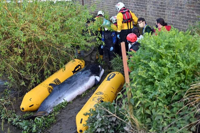 A whales was lifted from the water at Teddington in southwest London after it had swum up the River Thames on May 10, 2021