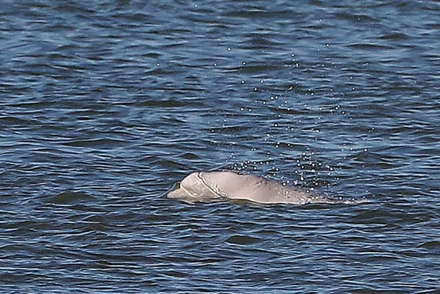 A beluga whale breaches in the River Thames close to Gravesend, east of London in September 2018. Credit: DANIEL LEAL/AFP via Getty Images