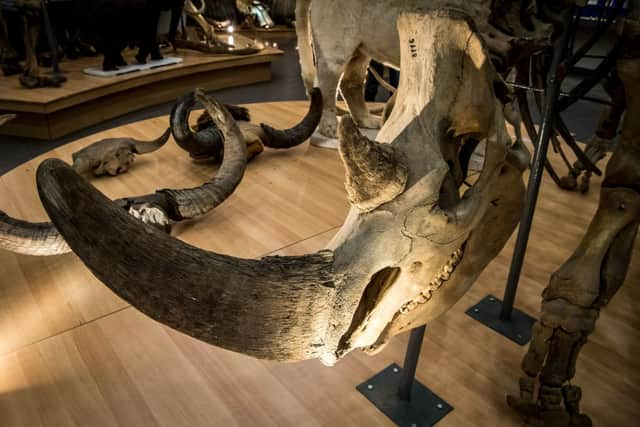 A woolly rhino skull in Russia, similar to the one reportedly found in the Thames. Credit: MLADEN ANTONOV/AFP via Getty Images