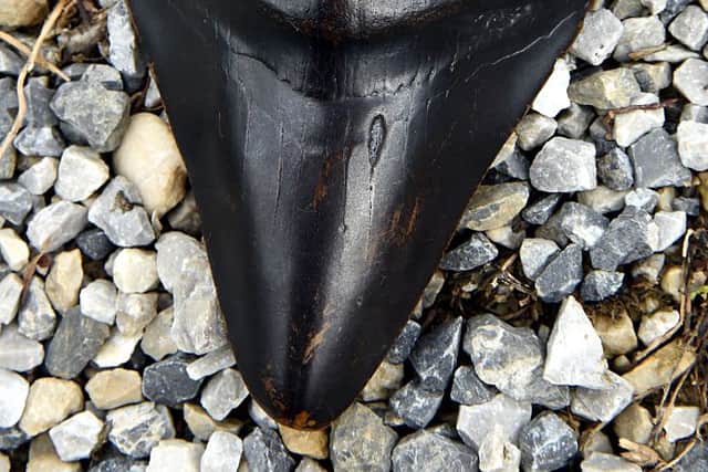 A megalodon shark tooth found in Croatia - similar to the one discovered in the Thames. Credit: Getty Images
