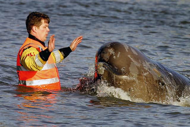 A bottlenose whale stranded in the Thames in central London in 2006. Credit: JOHN D MCHUGH/AFP via Getty Images