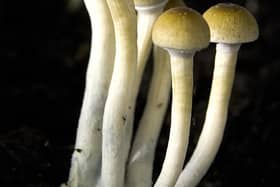 Psilocybin is found naturally in mushrooms