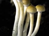 Psilocybin is found naturally in mushrooms