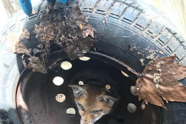 This fox cub was found at a garage in Bethnal Green