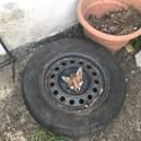 One of the four London foxes trapped inside old car wheels in the last month