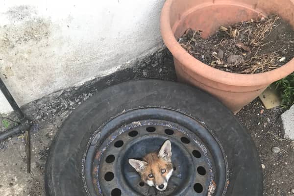 One of the four London foxes trapped inside old car wheels in the last month