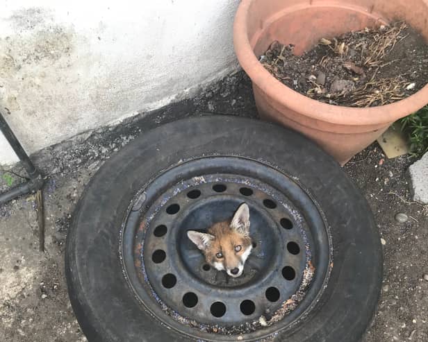 One of the four London foxes trapped inside old car wheels in the last month