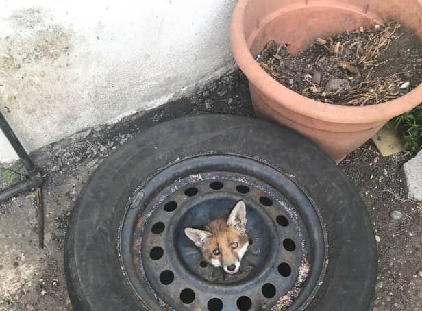 <p>One of the four London foxes trapped inside old car wheels in the last month</p>