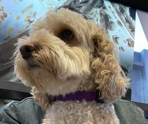 Pepper wore a purple collar matching the Elizabeth line colour. Photo: Craig Rowley