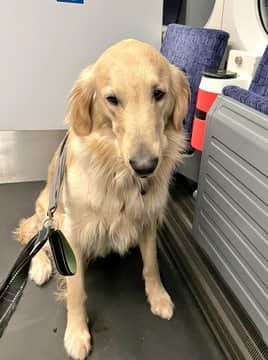 TfL allows people to bring dogs on board on leashes or in crates. Photo: via Mayor of London