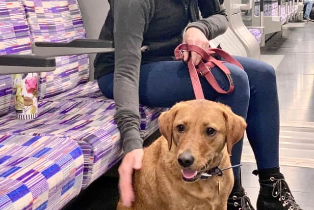 Sadiq Khan shared snaps of customers riding with their pets. Photo: via Mayor of London