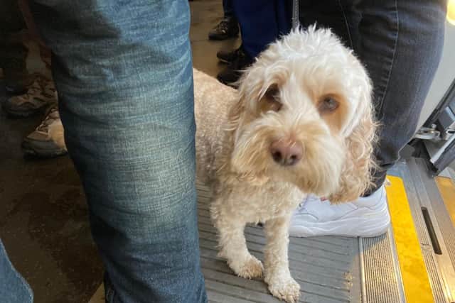 Craig described Pepper as “unimpressed” by the new Tube line. Photo: Craig Rowley