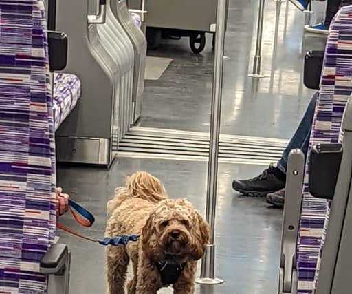 Another pup along for the ride. Photo: Pete Nilson/@FutureRail_Mag