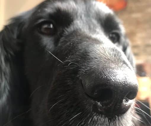 Reggie is a rescue spaniel from Bosnia. Photo: Chris Lovitt