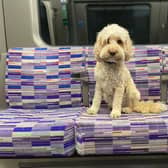 Pepper enjoying a ride on the Elizabeth line. Photo:  Craig Rowley
