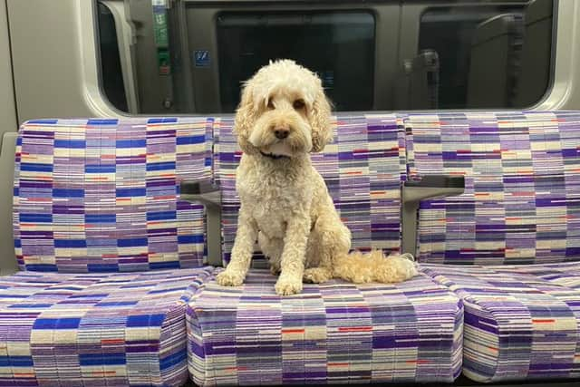 Pepper enjoying a ride on the Elizabeth line. Photo:  Craig Rowley