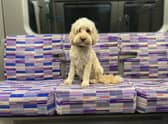Pepper enjoying a ride on the Elizabeth line. Photo:  Craig Rowley