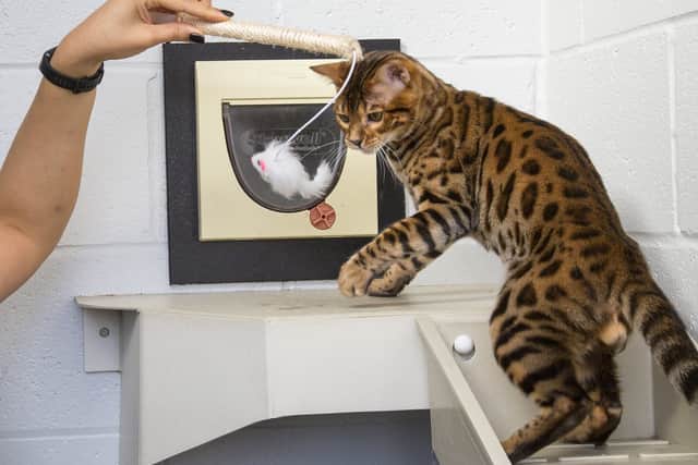 Kurt Zouma’s cat in the care of the RSPCA. Photo: RSPCA/SWNS