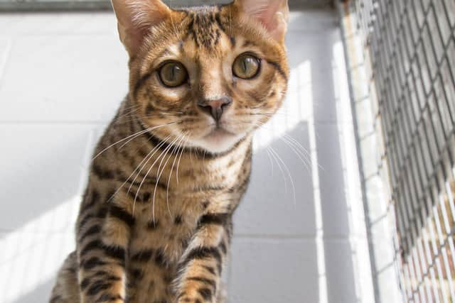 Kurt Zouma’s cat in the care of the RSPCA. Photo: RSPCA / SWNS.COM