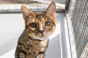 Kurt Zouma’s cat in the care of the RSPCA. Photo: RSPCA / SWNS.COM