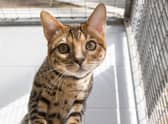 Kurt Zouma’s cat in the care of the RSPCA. Photo: RSPCA / SWNS.COM