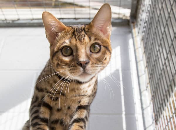 Kurt Zouma’s cat in the care of the RSPCA. Photo: RSPCA / SWNS.COM