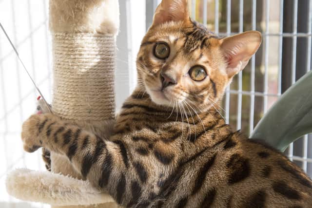 Kurt Zouma’s cat in the care of the RSPCA. Photo: RSPCA / SWNS.COM