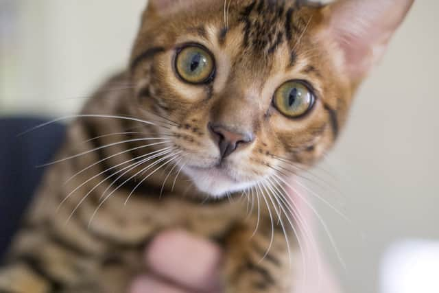 Kurt Zouma’s cat in the care of the RSPCA. Photo:  RSPCA / SWNS.COM