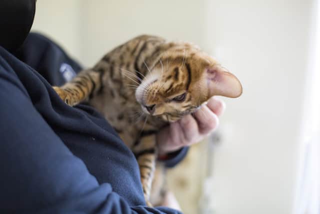 Kurt Zouma’s cat in the care of the RSPCA. Photo: RSPCA / SWNS.COM