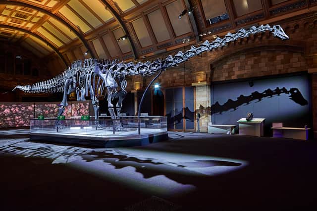 Dippy the dinosaur has returned to the Natural History Museum. Photo: NHM