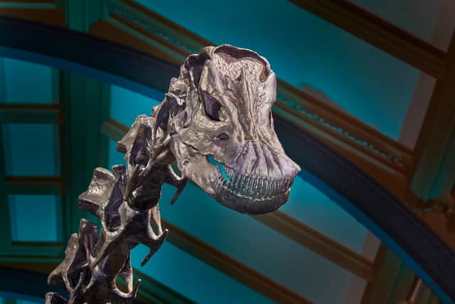 Dippy the dinosaur has returned to the Natural History Museum. Photo: NHM