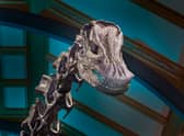 Dippy the dinosaur has returned to the Natural History Museum. Photo: NHM