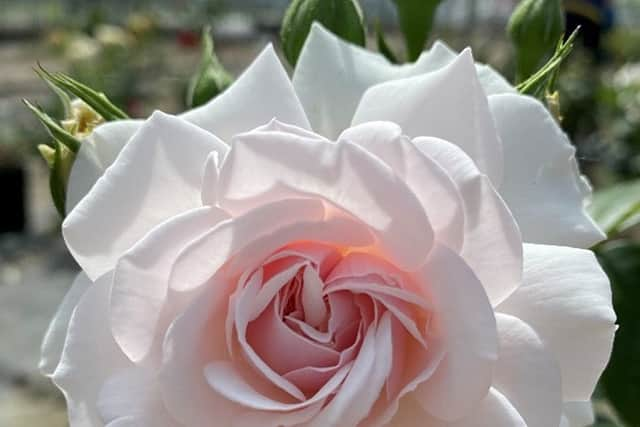 The Dame Deborah James Rose is white with a subtle pink centre