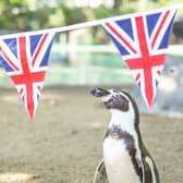  Patriotic penguin Charles inspects Jubilee bunting placed in his Penguin Beach home ahead of next week’s Platinum Jubilee celebrations at ZSL London Zoo. (Credit:  Zoological Society of London)