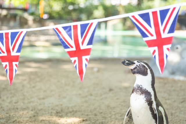 Patriotic penguin Charles inspects Jubilee bunting placed in his Penguin Beach home ahead of next week’s Platinum Jubilee celebrations at ZSL London Zoo. (Credit: Zoological Society of London)