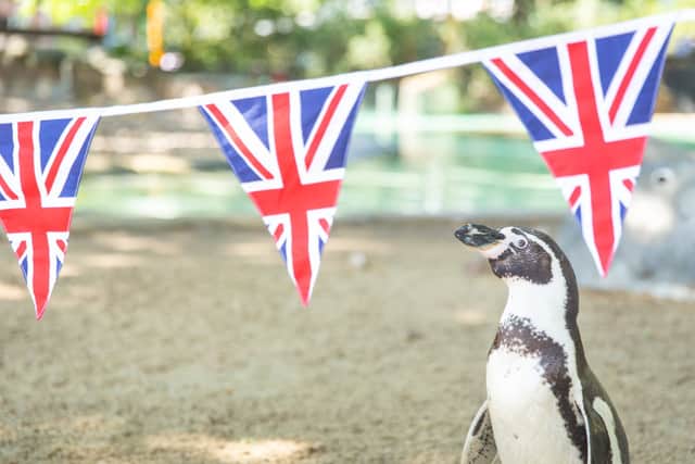  Patriotic penguin Charles inspects Jubilee bunting placed in his Penguin Beach home ahead of next week’s Platinum Jubilee celebrations at ZSL London Zoo. (Credit:  Zoological Society of London)