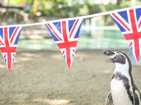 Patriotic penguin Charles inspects Jubilee bunting placed in his Penguin Beach home ahead of next week’s Platinum Jubilee celebrations at ZSL London Zoo. (Credit:  Zoological Society of London)