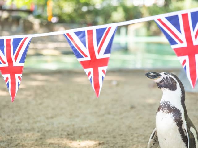 Patriotic penguin Charles inspects Jubilee bunting placed in his Penguin Beach home ahead of next week’s Platinum Jubilee celebrations at ZSL London Zoo. (Credit:  Zoological Society of London)