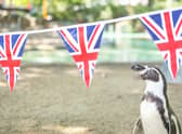  Patriotic penguin Charles inspects Jubilee bunting placed in his Penguin Beach home ahead of next week’s Platinum Jubilee celebrations at ZSL London Zoo. (Credit:  Zoological Society of London)