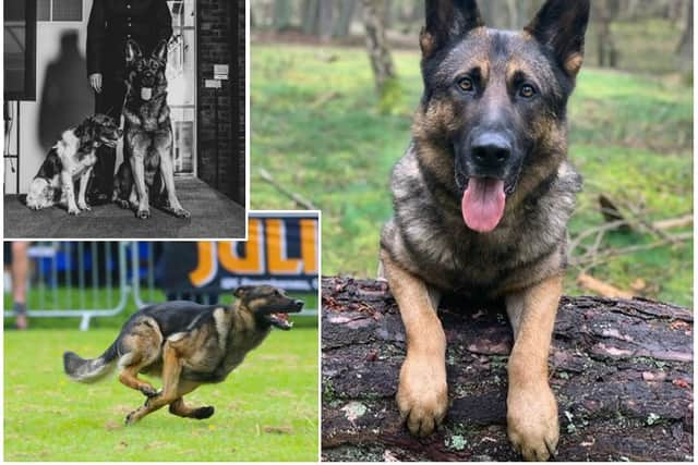 Met Police dog, known as Stanley, worked alongside his best friend, PD Stella, and his handler, PC Williams. (Credit: Met Police Taskforce Twitter)