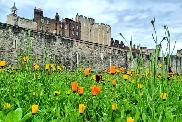 Flowers will fill the moat of the Tower of London. Photo: LondonWorld