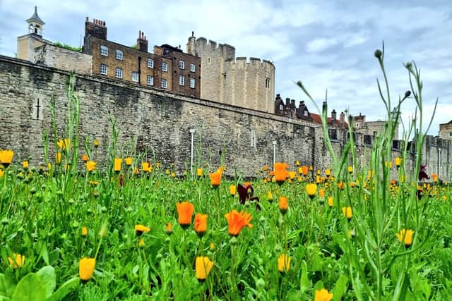 Flowers will fill the moat of the Tower of London. Photo: LondonWorld