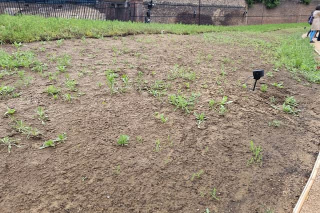 The moat is not yet in full bloom. Photo: LondonWorld