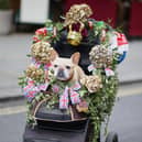 Even dogs joined in on the celebrations over the weekend.