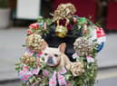 Even dogs joined in on the celebrations over the weekend.