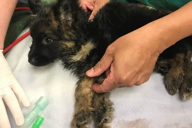 Five-week-old Truffle is being looked after by the RSPCA. Photo: RSPCA