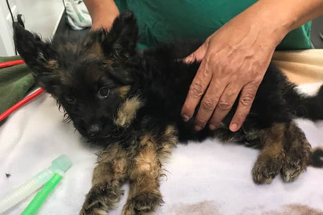 Five-week-old Truffle is being looked after by the RSPCA. Photo: RSPCA